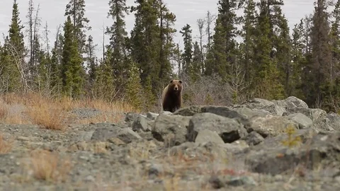 Brown Bear Grizzly looking into camera Video stock 79012693