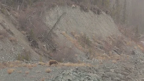 Brown Bear Grizzly walking through landscape Stock Footage 79011827