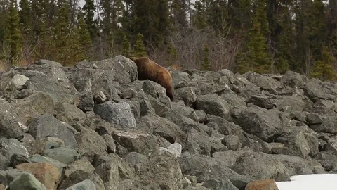 Brown Bear Grizzly walking through landscape Stock Footage 79012427