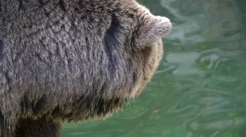 Brown bear head close-up in Slow Motion in front of lake Stock Footage 43812816