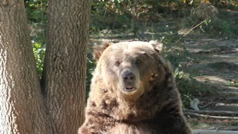 Brown Bear head, looking at the camera, Ursus arctos Video stock 10560197