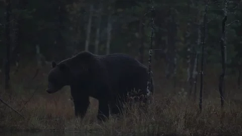 Brown bear hidden in yellow forest. Autumn trees with bear, walk around the lake Stockbeeldmateriaal 251859482