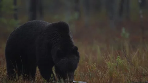Brown bear hidden in yellow forest. Autumn trees with bear, walk around the lake Stock Footage 251859598