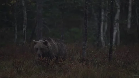 Brown bear hidden in yellow forest. Autumn trees with bear, walk around the lake Vídeo Stock 251859900