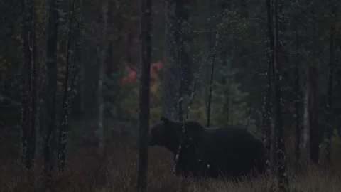 Brown bear hidden in yellow forest. Autumn trees with bear, walk around the lake Stock Footage 251860237