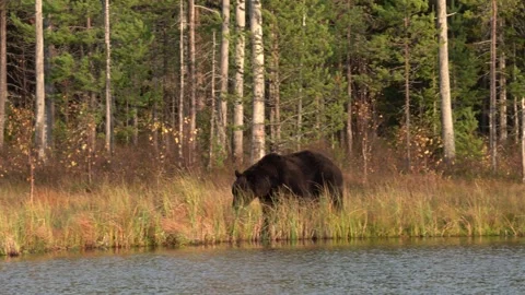 Brown bear hidden in yellow forest. Autumn trees with bear, walk around the lake Vídeo Stock 251861028