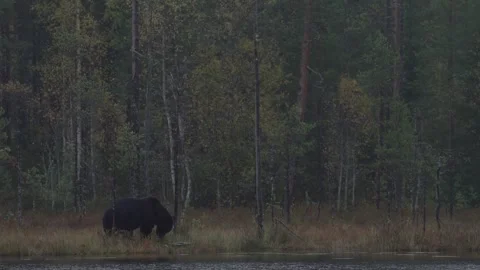 Brown bear hidden in yellow forest. Autumn trees with bear, walk around the lake 動画素材 251861411