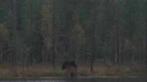Brown bear hidden in yellow forest. Autumn trees with bear, walk around the lake 動画素材 251861445