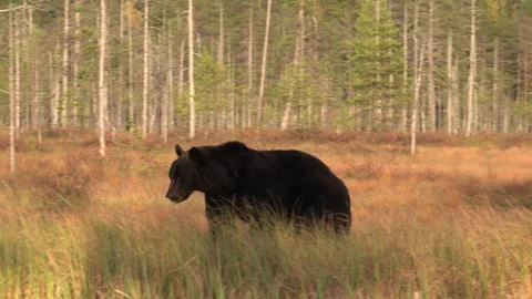 Brown bear hidden in yellow forest. Autumn trees with bear, walk around the lake Stock Footage 251861962