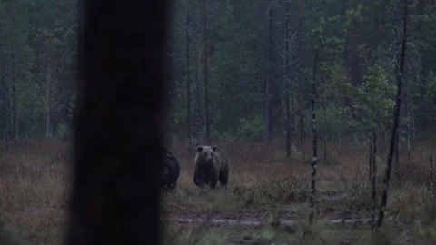 Brown bear hidden in yellow forest. Autumn trees with bear, walk around the lake Stock Footage 251862141