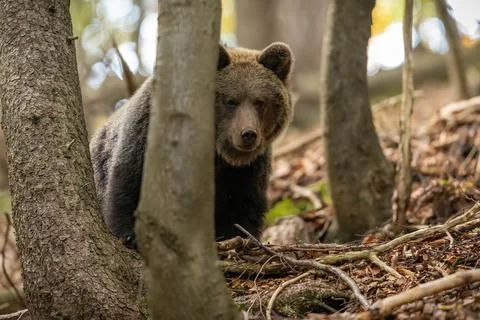 Brown bear hiding behind a tree in woodland with copy space. Stock Photos