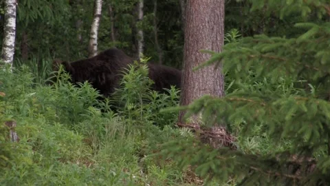 Brown bear is hiding in the forest Stock Footage 346123387