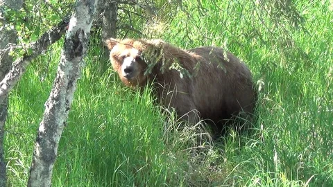 Brown Bear in High Grass in the Bush Eating a Salmon v3 Stock Footage 73105694