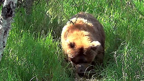 Brown Bear in High Green Grass Walks Below Cameraman Stock Footage 73103154