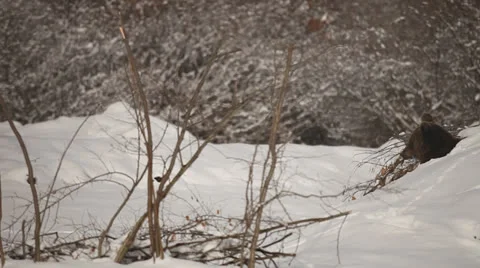 Brown bear in his cave. Stock Footage 24165160