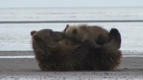 BROWN BEAR HOLDS ON Video stock 61272486