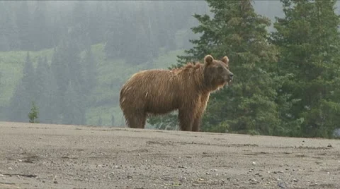 BROWN BEAR HUFF. Video stock 18194223