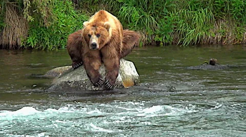 Brown Bear Hunched on Rock in River Looking for Fish Stock Footage 50614841