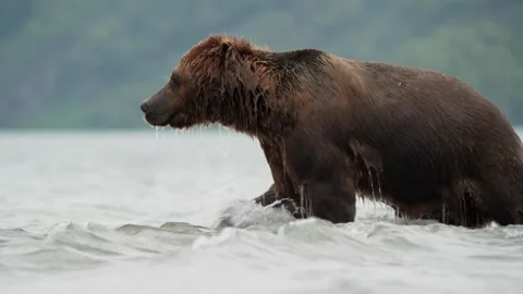 Brown Bear Hunting for Salmon in a River Stock Footage 338256583