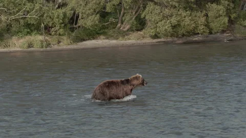 Brown Bear Hunts For Salmon Stock Footage