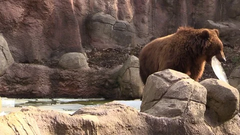 Brown bear with ice in its mouth Stock Footage 87615668