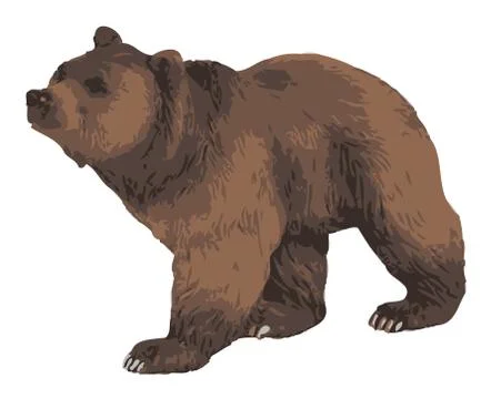 Brown bear Stock Illustration