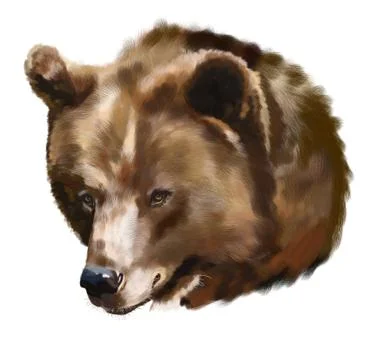 Brown bear Stock-Illustration