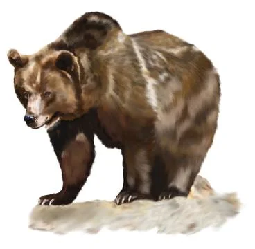 Brown bear Stock-Illustration