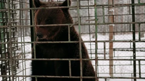 Brown bear in an iron cage Stock Footage 148893356
