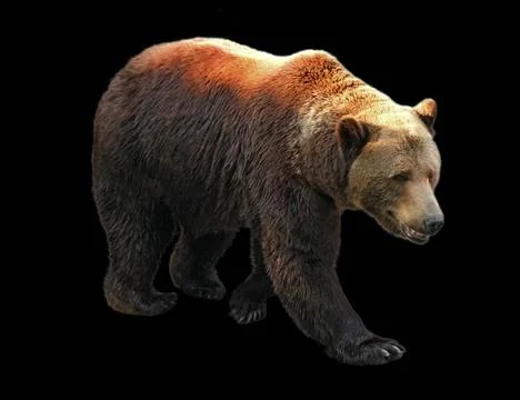 Brown bear isolated on black background Stock Photos