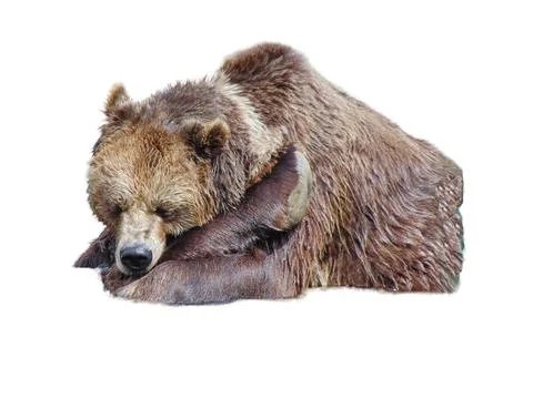 Brown bear isolated on white background Fotos de archivo