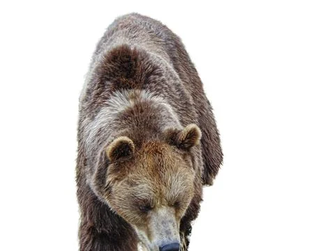Brown bear isolated on white background 库存照片