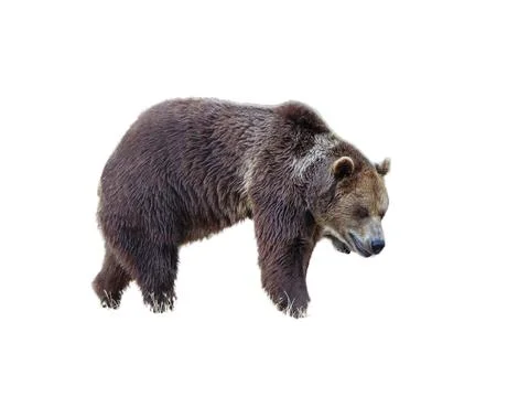 Brown bear isolated on white background Фото