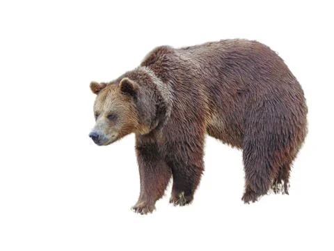 Brown bear isolated on white background Фото