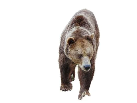 Brown bear isolated on white background Фото