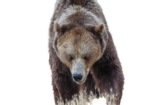 Brown bear isolated on white background Fotos Stock