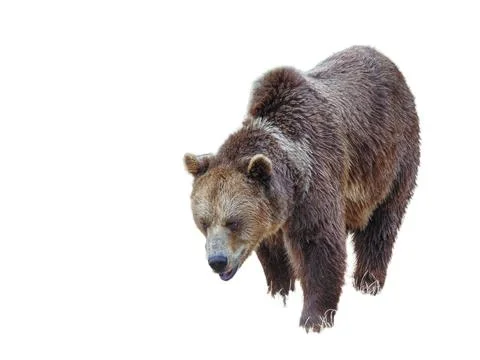 Brown bear isolated on white background Stock Photos