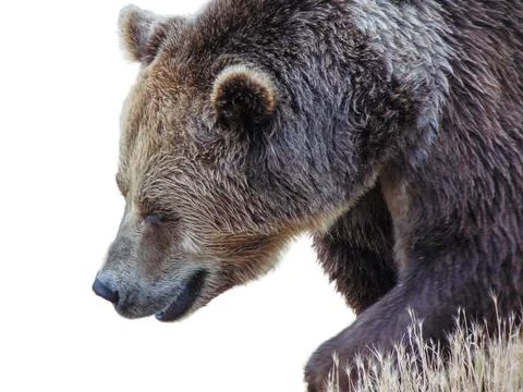 Brown bear isolated on white background Stock Photos