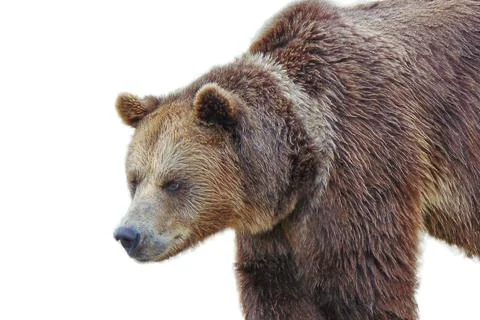 Brown bear isolated on white background Stock Photos