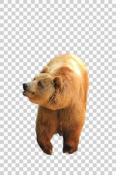 Brown bear isolated on white background. Eurasian brown bear standing Photos