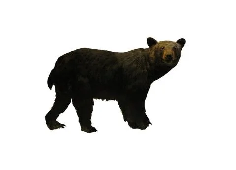 Brown bear isolated on white Stock Photos