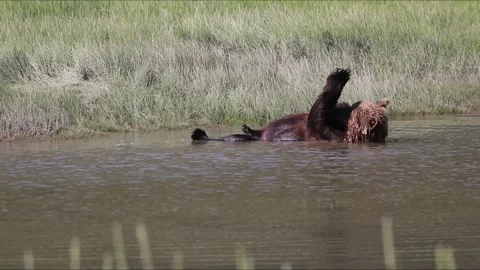 A Brown Bear on its Back Bathing Stock Footage 340045188