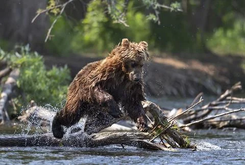 Brown bear jumping in the river and fishing for salmon. Brown bear chasing so Stock Photos