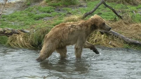 BROWN BEAR JUVENILE Video stock 21197679