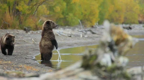 Brown bear on Kamchatka 動画素材 564801