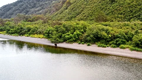 Brown bear of Kamchatka Vídeos de archivo 137012432