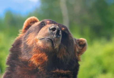 Brown Bear Knows Stock Photos