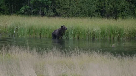 Brown Bear in Lakeshore Grasses Stock Footage 81993548