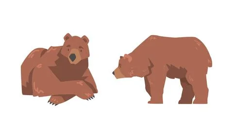 Brown Bear as Large Wild Terrestrial Carnivore Mammal with Thick Fur Lying and Stock Illustration