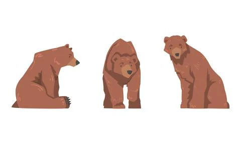 Brown Bear as Large Wild Terrestrial Carnivore Mammal with Thick Fur Sitting and Stock Illustration